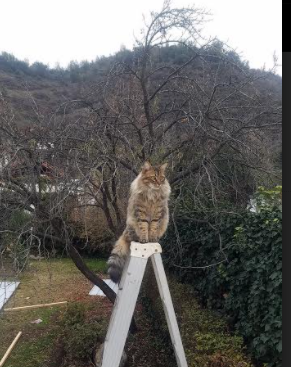 双线闪耀,波兰团队力克劲敌,许昕赛场独挽狂澜