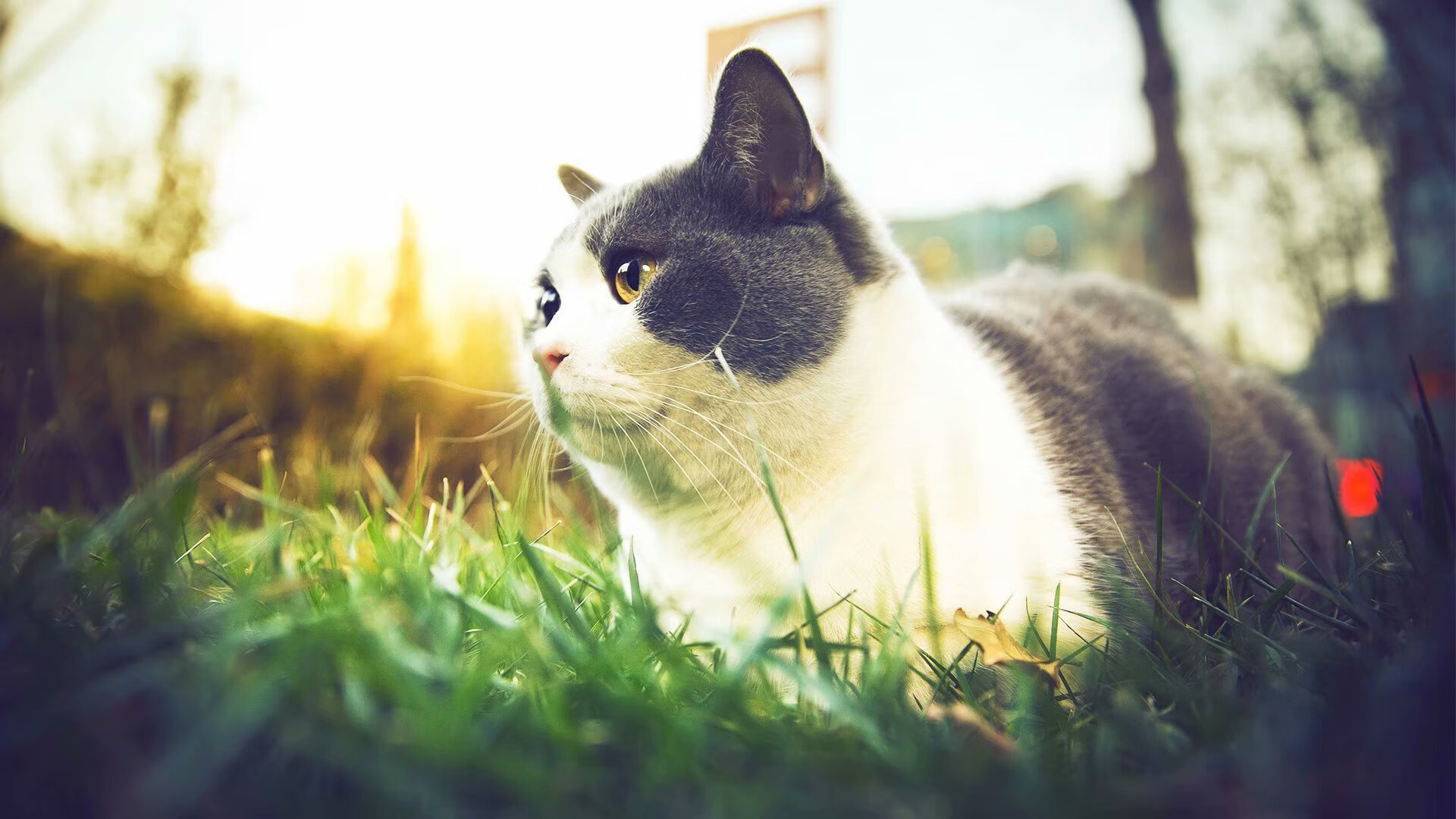 双线横扫,C罗与马龙如何在不同赛场点燃激情与传奇