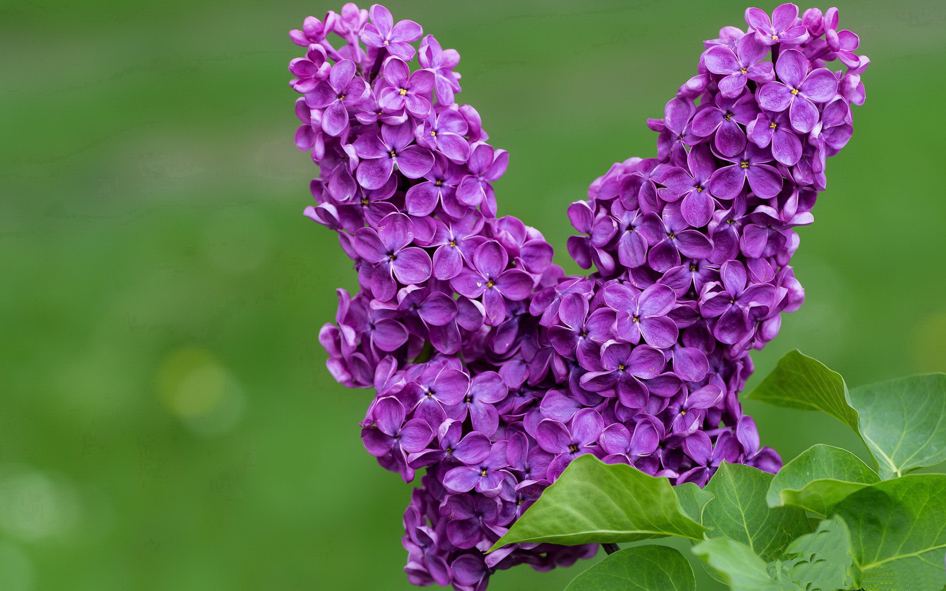 不是卫冕，是征服，德约科维奇以两种火焰，点燃新旧王座的唯一史诗