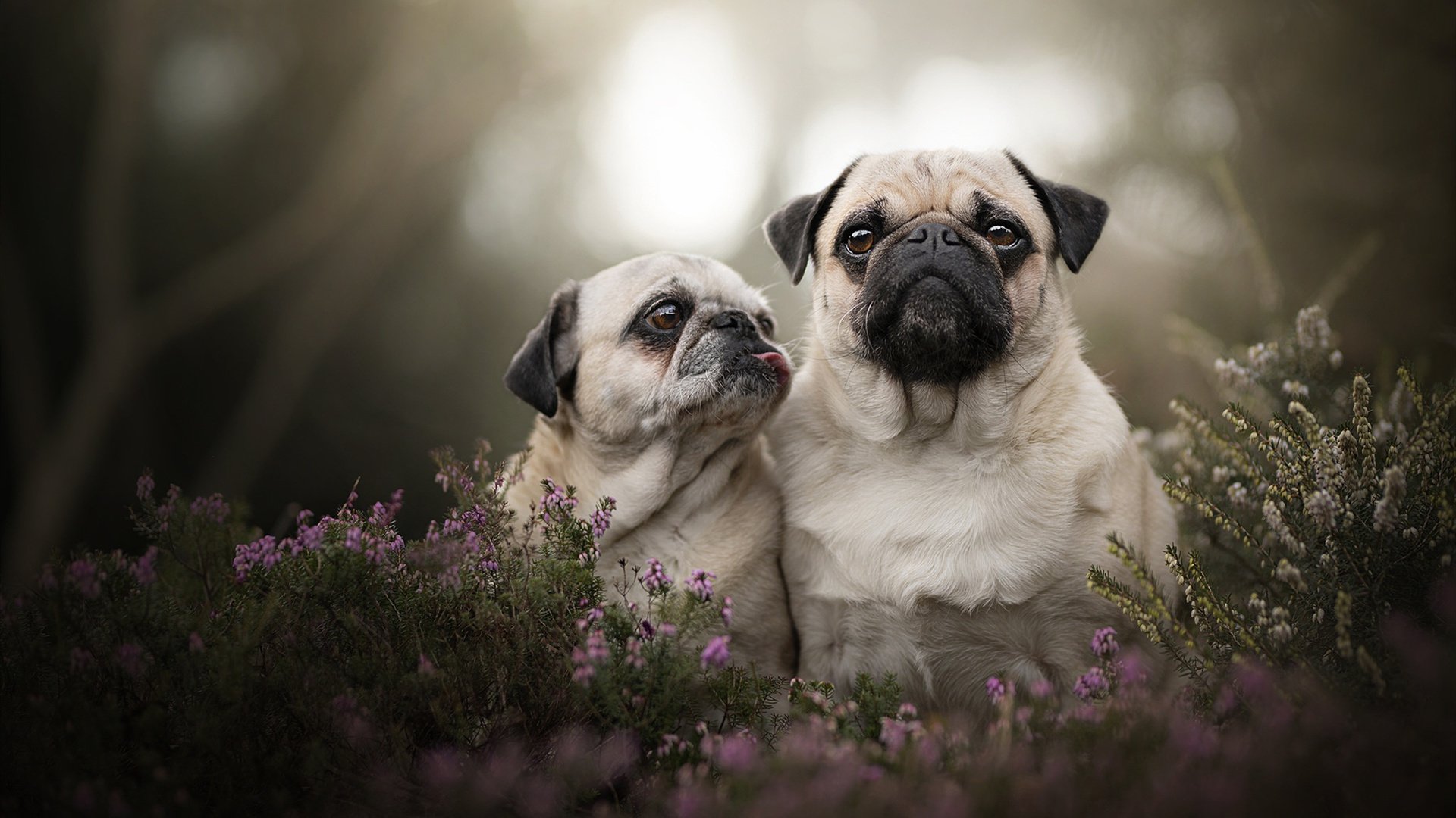 1038天的等待，拉塞尔如何带领梅赛德斯打破雷诺魔咒