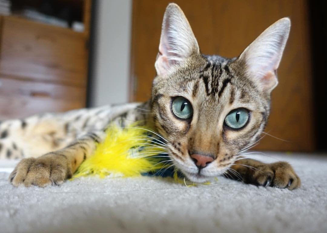 12.7公里与24小时，胜利的两种孤独—日本远征军战术碾压与戴资颖的孤岛守卫