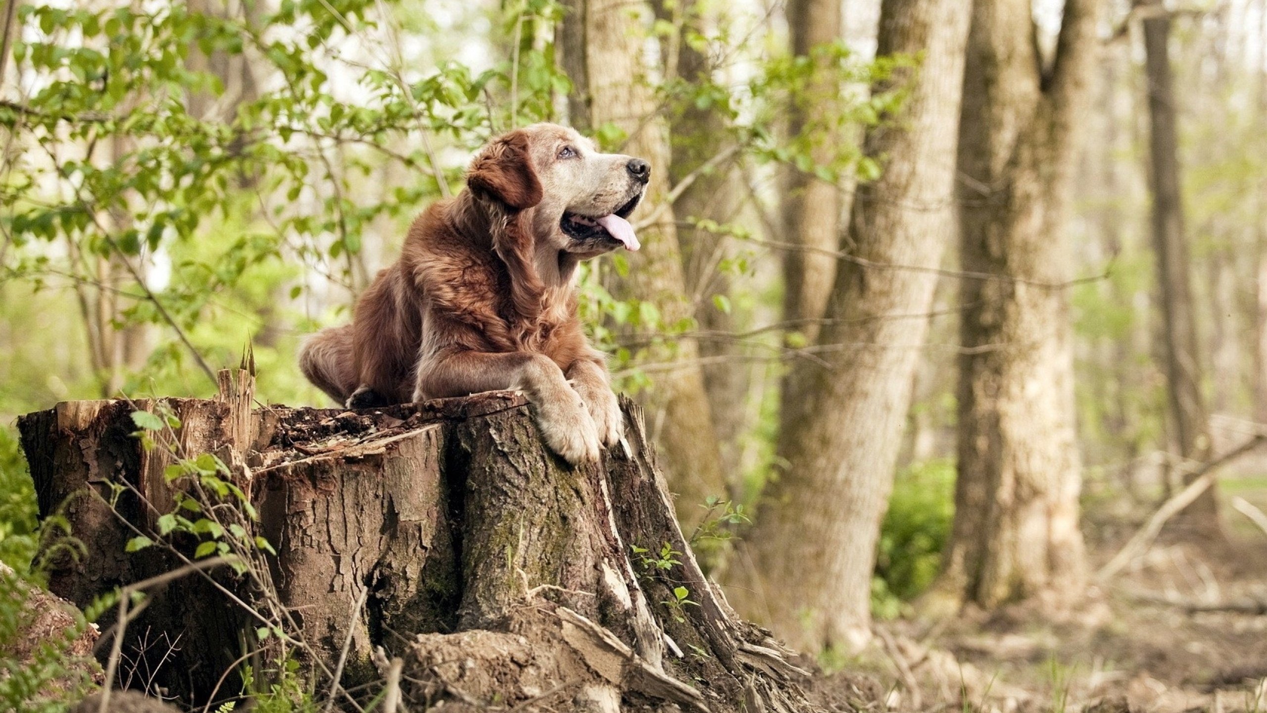 东方戏剧,日本队绝境翻盘印尼队,黄鸭组合鸣翠羽惊四座