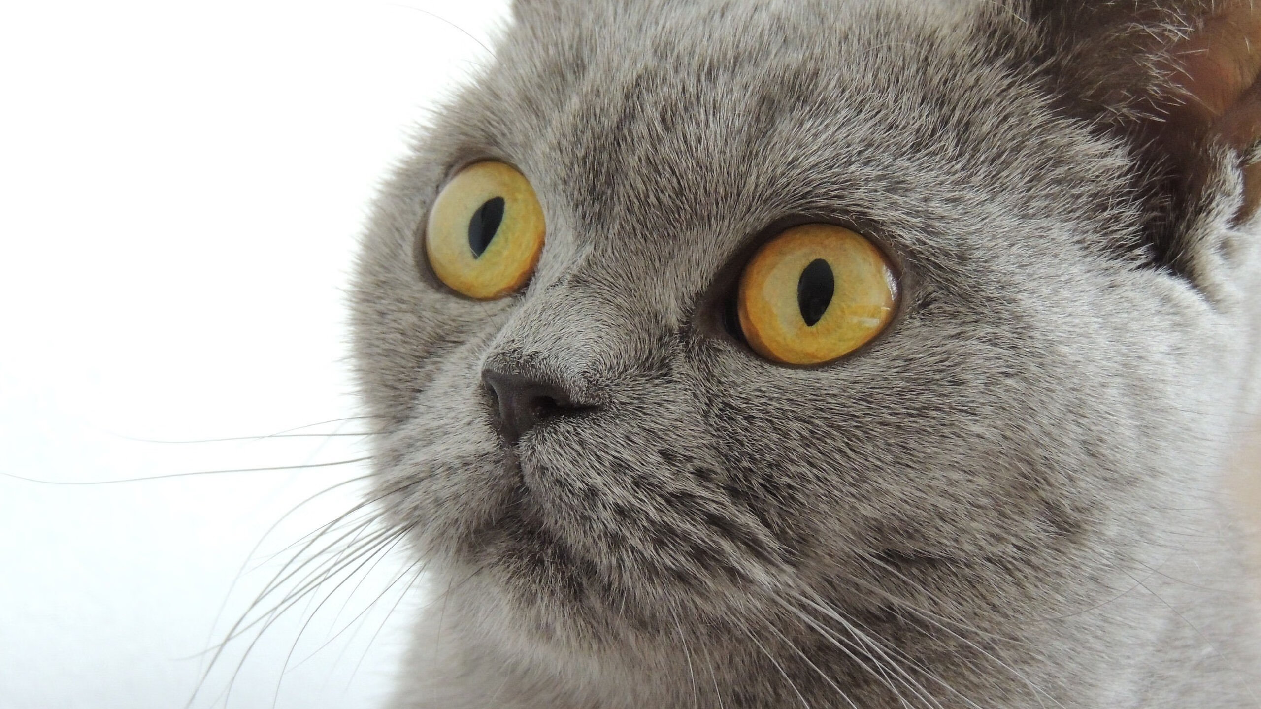 红色闪电撕裂蓝色壁垒,当詹姆斯在终场哨响前超越乔丹