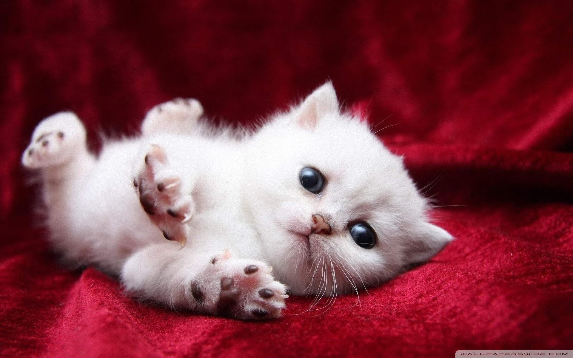 雨幕下的银箭绝杀,法拉利如何在最后一弯撕裂雷诺防线