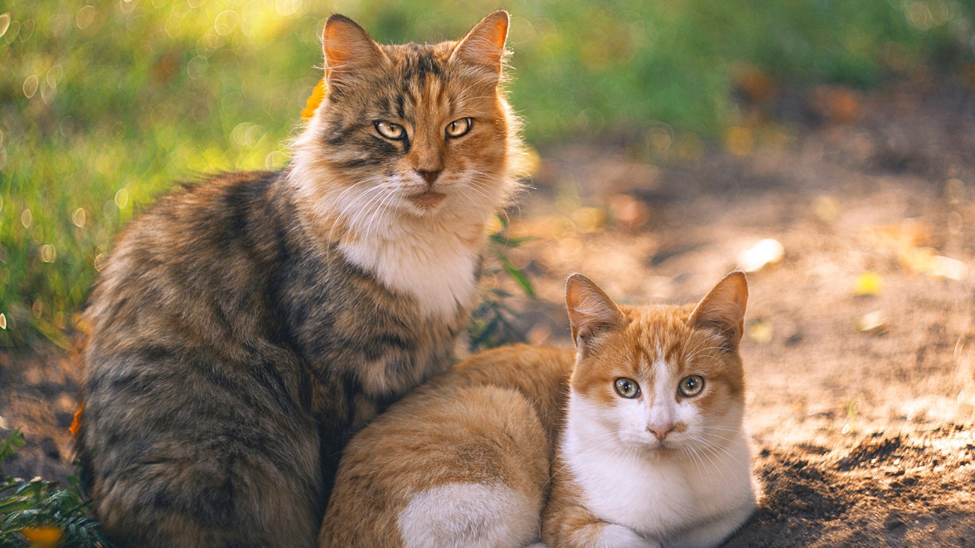 北非风暴席卷世界杯,奥纳纳独造三球,突尼斯3-0冲垮墨西哥仙人掌防线