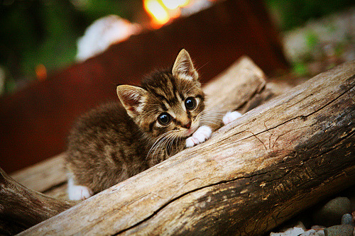范弗利特，年度焦点之夜的沉默指挥官