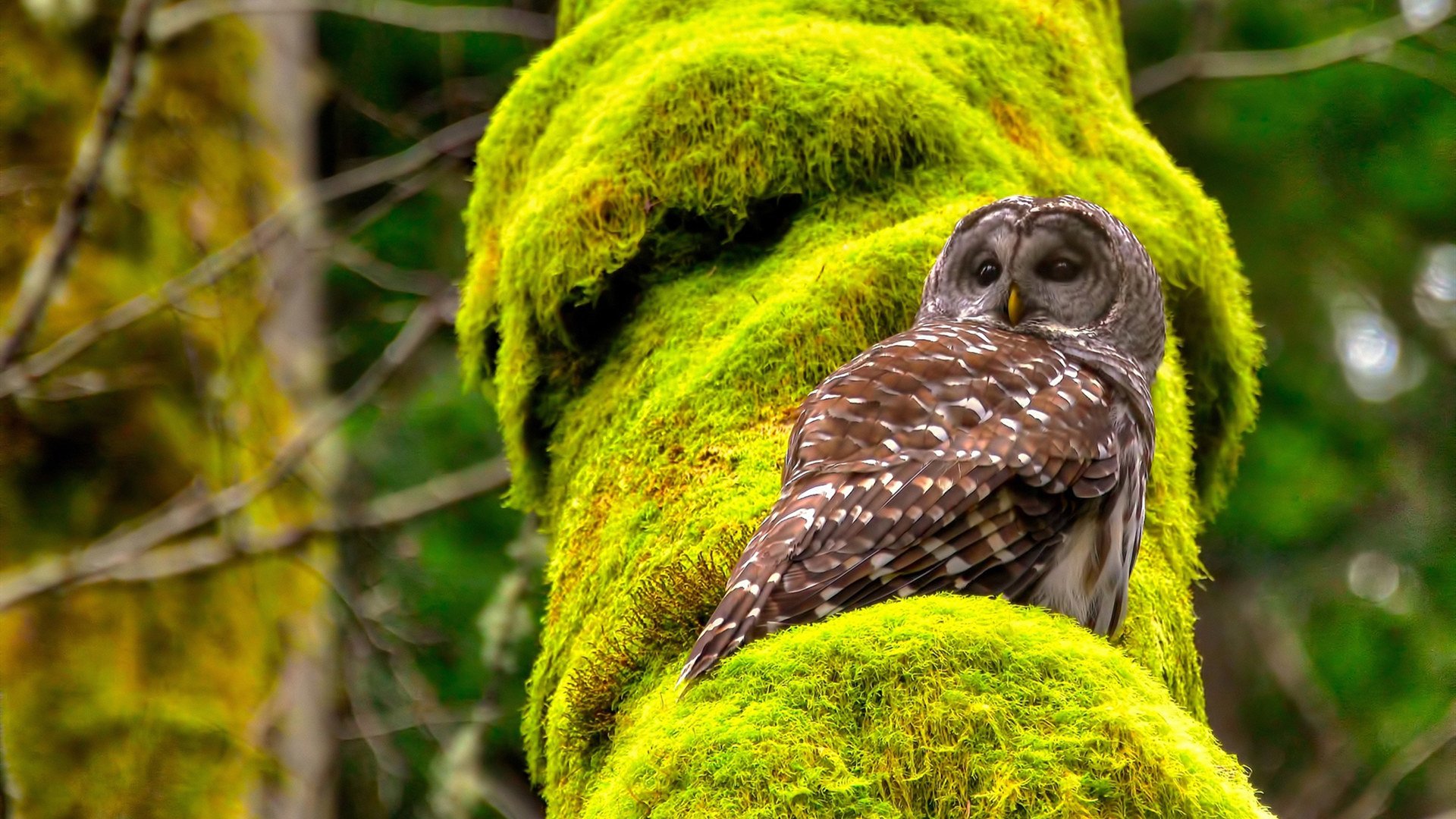 双线叙事,欧文用上帝视角写诗,猛龙用獠牙撕碎剧本