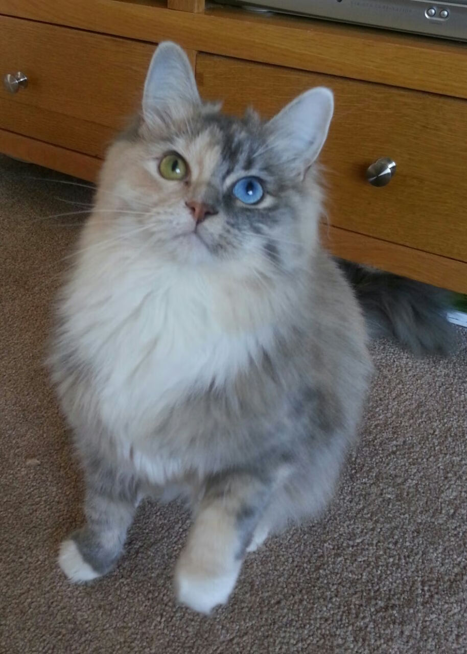 沉默巨人，当武切维奇化为森林狼防守的叹息之墙