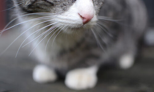 爱游戏下载-地球两端的同步脉动，当F1引擎在巴林嘶吼，足球在摩洛哥的夜色下鏖战