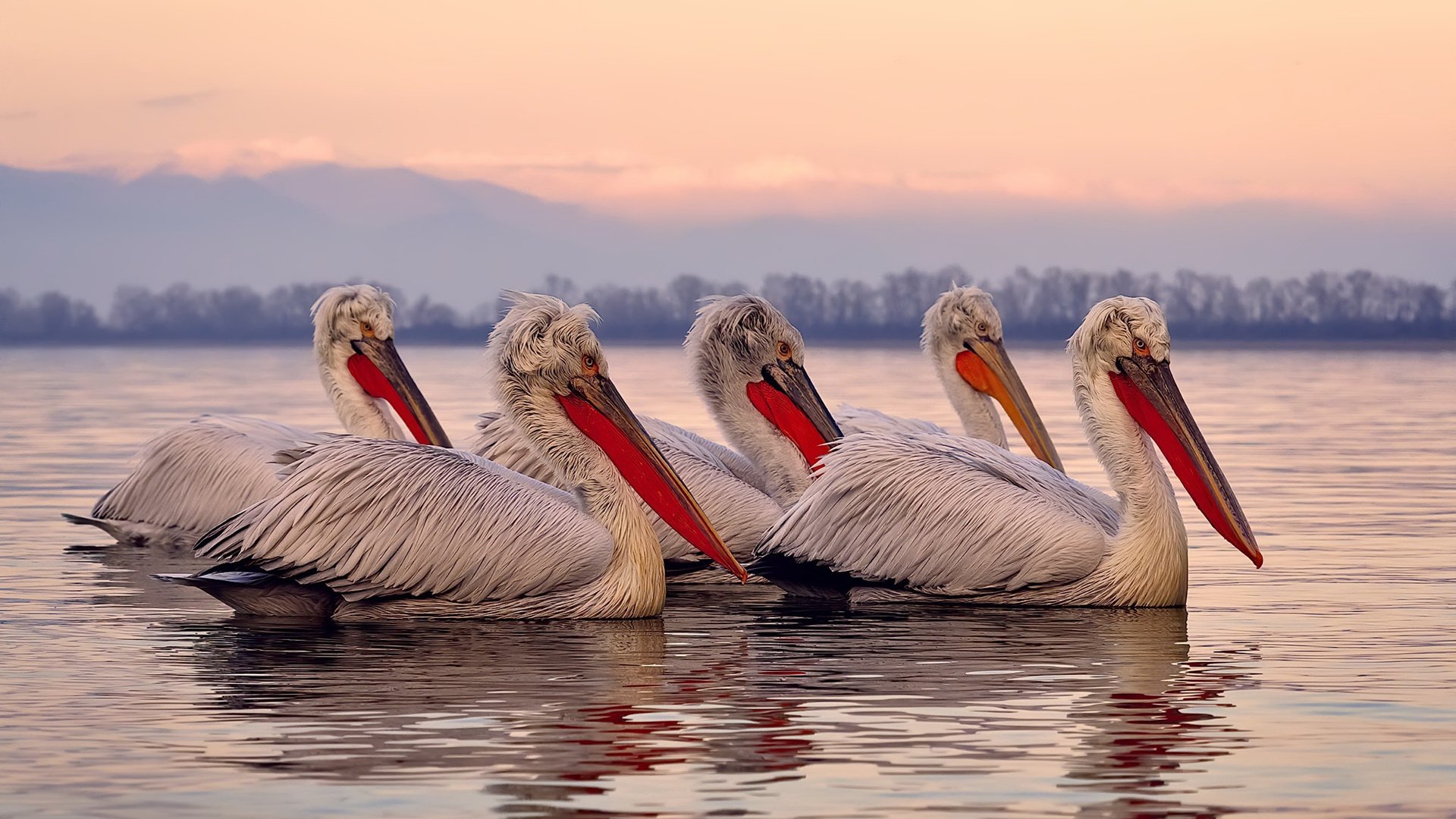 戈贝尔擎天定西北 新疆爆冷逆乾坤