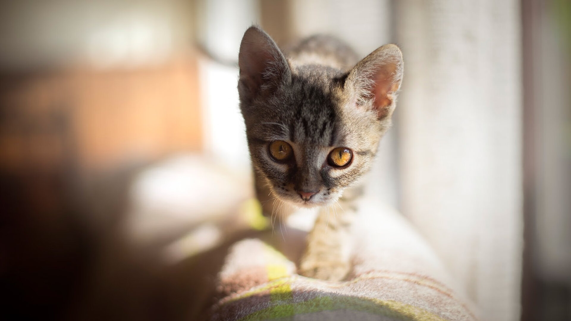 跨界狂欢，2026世界杯焦点下的湖人强势击败黄蜂