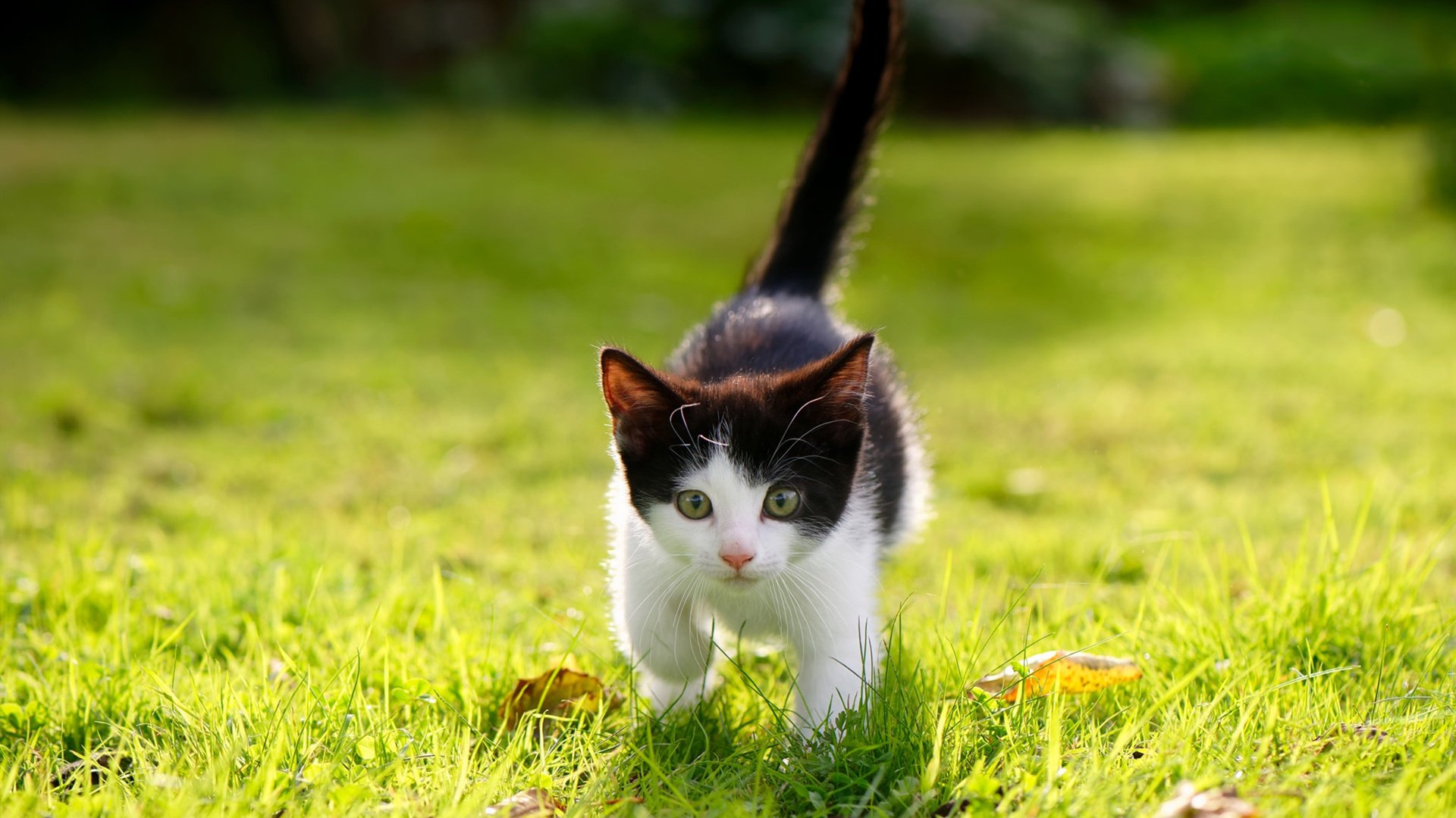 三分雨精准制导，太阳主场粉碎吉林队！布伦森决胜时刻化身关键先生