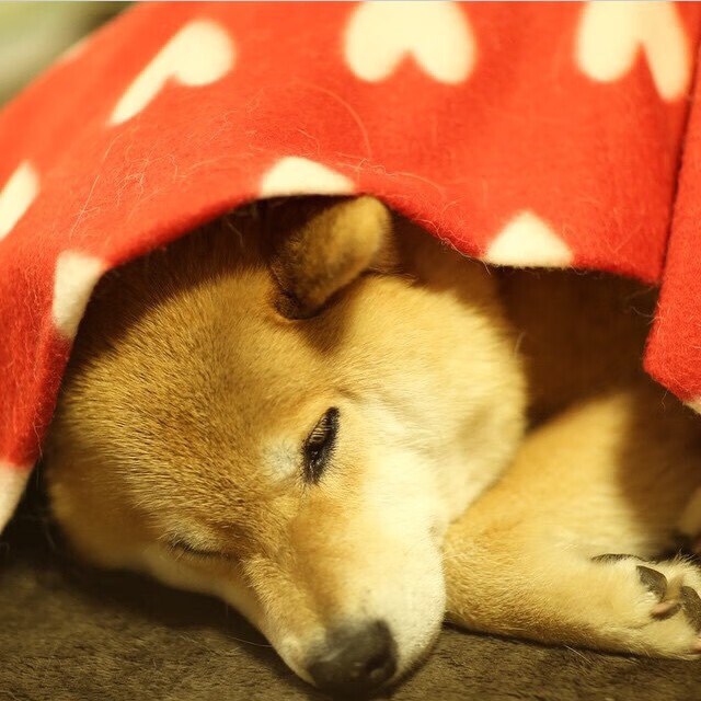 非典型主角，当坎特一球打穿伊朗，世界杯上演史诗逆转