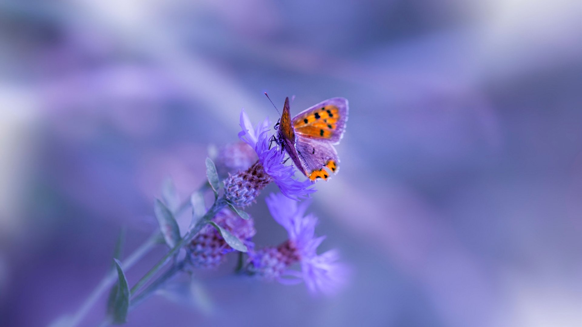 两种接管，当尼克斯以团队横扫猛龙，爱德华兹用天赋点燃季后赛